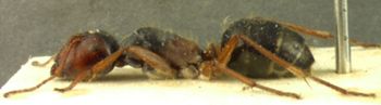 Media type: image;   Entomology 21510 Aspect: habitus lateral view